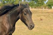 Pouliche smoky black Morgan horse X Frison