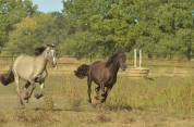 Pouliche smoky black Morgan horse X Frison