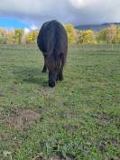 Obiwan des desdiers poney oc