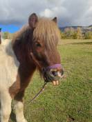 O'malley des desdiers poney OC