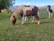 O'malley des desdiers poney OC