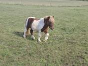 O'malley des desdiers poney OC
