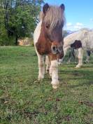 O'malley des desdiers poney OC