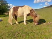 O'malley des desdiers poney OC