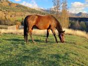 Axlande Jument trotteuse