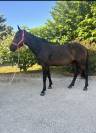 Poney D &agrave; vendre 