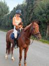 Dizi d&rsquo;harreville -> Hongre de 13 ans &agrave; vendre pour CSO