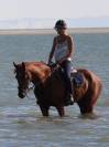 Dizi d&rsquo;harreville -> Hongre de 13 ans &agrave; vendre pour CSO