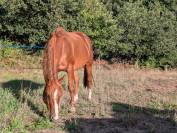 Poulini&egrave;re Quarter Horse