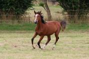 Pouliche de 2 ans par Darry Lou sur la souche de Jumpy 