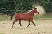 Pouliche de 2 ans par Darry Lou sur la souche de Jumpy 