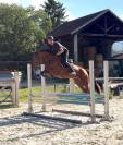 Jument 5 ans - Respect - Sang - Moyen Am Elite