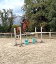 Jument 5 ans - Respect - Sang - Moyen Am Elite