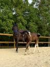 foal pie PP sport et jument SF noire 4 ans