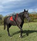 Ponette 1m49 3 ans pp