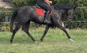 Ponette 1m49 3 ans pp