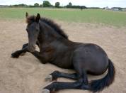 HARAS DU GRAFFARD | Horse breeders > Breeders, Other pony breeds
