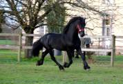 HARAS DU GRAFFARD | Horse breeders > Breeders, Other pony breeds