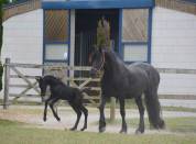 HARAS DU GRAFFARD | Horse breeders > Breeders, Other pony breeds