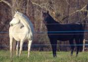 Laurence Of Arabians | Breeding, Horse breeding > Stud farms