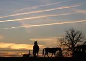Laurence Of Arabians | Breeding, Horse breeding > Stud farms