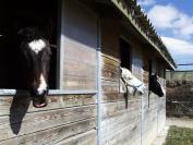 Paarden accommodatie Koop Alpes-de-Haute-Provence