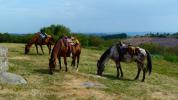 Ferme Equestre de Tréphy - éthologie équitation western