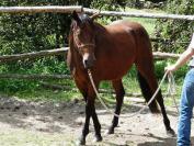 Ferme Equestre de Tréphy - éthologie équitation western