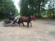 New Forest polyvalents Attelage -CSO