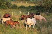 Pension - Valorisation chevaux - Elevage PSL et PRE