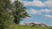 Pension - Valorisation chevaux - Elevage PSL et PRE