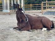 Pension Ecurie Active au bord du lac de la Ganguise