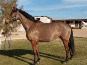 pension chevaux