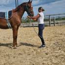 pension chevaux