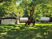 Cheval-Authentique | Equine services > Intuitive communication