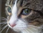 D&eacute;veloppement personnel guid&eacute; par le cheval