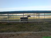 Marcheur Ovale Speed Horse Training jusqu'à 30 chevaux