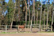 Pension chevaux Fontainebleau Arbonne Équitation
