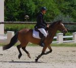 Gelding New Forest For sale 2012 Bay