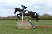 Fabulously bred for show jumping
