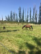 pension pour chevaux retraites à Avignon