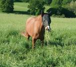 Pension pré ou pré box poney chevaux poulain