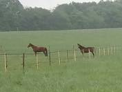 Pension pré ou pré box poney chevaux poulain