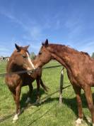 Pension pré ou pré box poney chevaux poulain