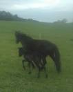 Pension pré ou pré box poney chevaux poulain