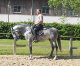 Meuselusitanien | Horse breeders > Breeders, Iberian horses