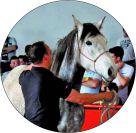 Horsemanship riding clinic Haute-Savoie