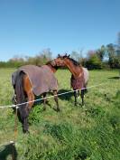 Pension chevaux Pré/box en pleine campagne, au calme 