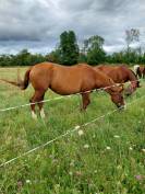 Pension chevaux Pré/box en pleine campagne, au calme 