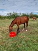 Pension chevaux Pré/box en pleine campagne, au calme 